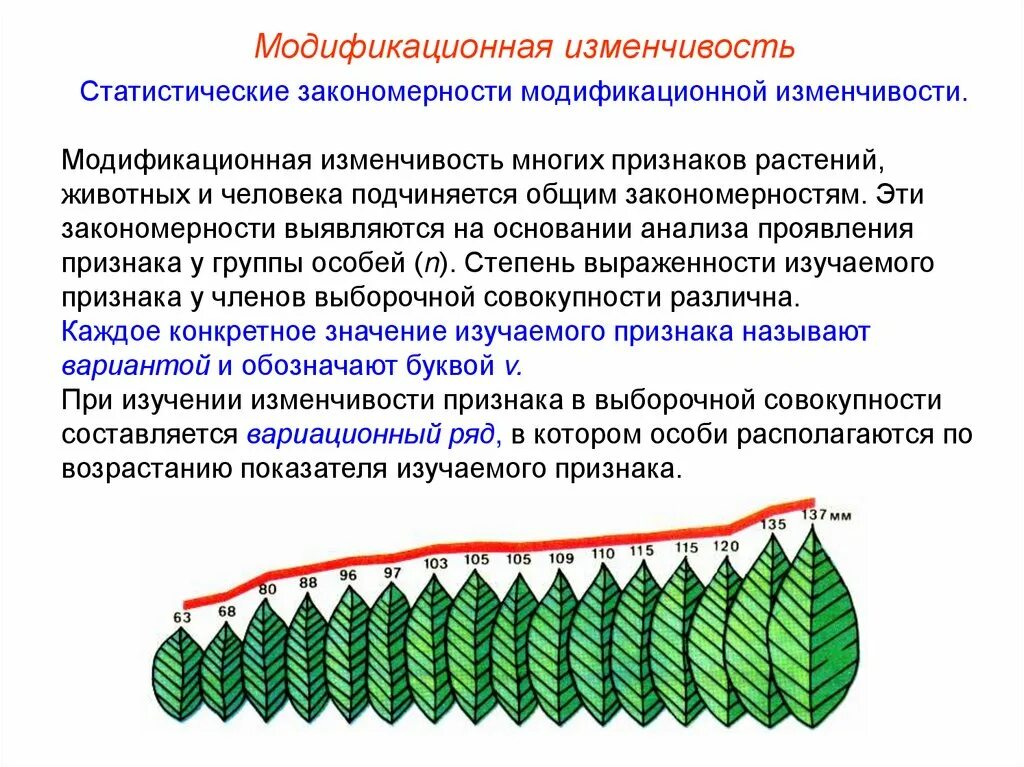 Лабораторная по биологии модификационная изменчивость