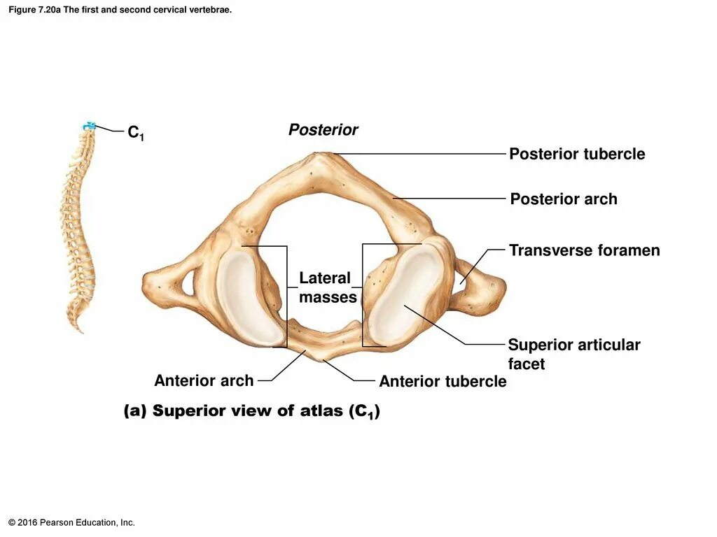 Atlas c1. C1 vertebrae. Atlas-os / Atlas. Постериор риноррхеа. The first of these the second