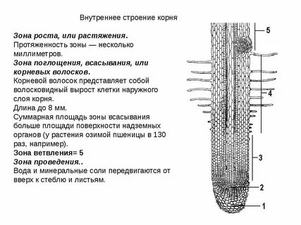 Из какой ткани состоит кончик корня