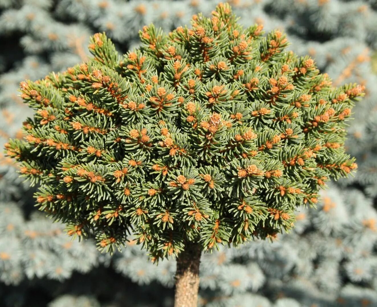 Ель руби. Ель Picea Abies. Picea glauca Dendrofarma Gold. Ель обыкновенная (Picea Abies) columnaris. Ель обыкновенная Томпа Picea Abies tompa.