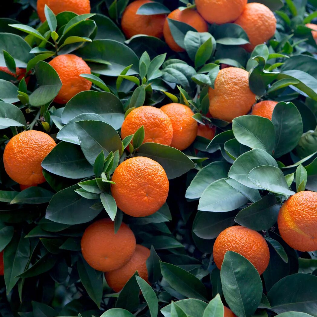 померанец плод. горький апельсин померанец. дикий апельсин citrus sinensis. померанец горький. померанец, бигардия, горький апельсин.