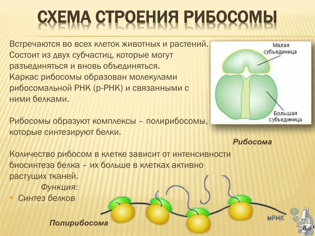 С какой структурой отвечающей за деление содержимого. Строение рибосомы клетки. Структура рибосомы биохимия. Строение рибосомы эукариотической клетки. Строение рибосом биохимия.