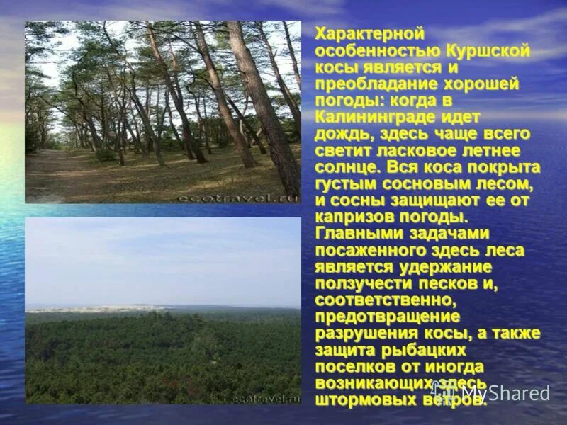 Сообщение про куршскую косу. Сообщение про куршскую косу