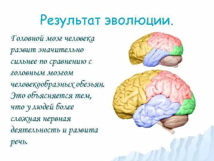 Развитие головного мозга. Этапы развития мозга человека. Эволюция головного мозга человека. Этапы эволюции мозга человека.