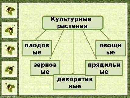 Какие еще группы культурных растений ты знаешь