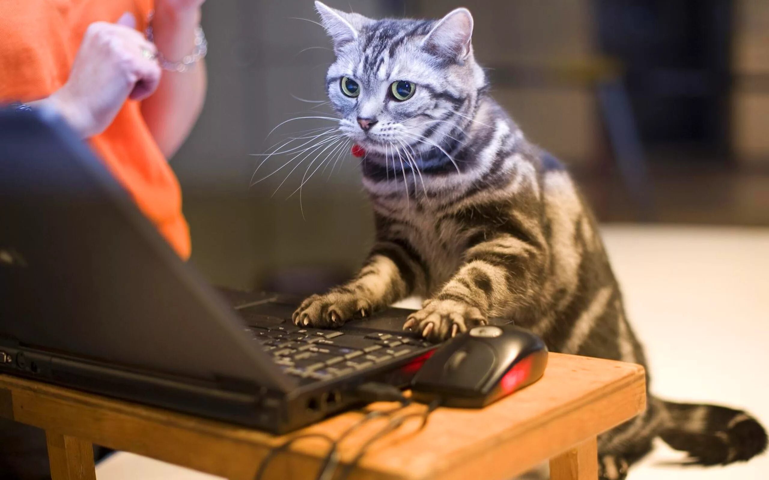 Cat programming
