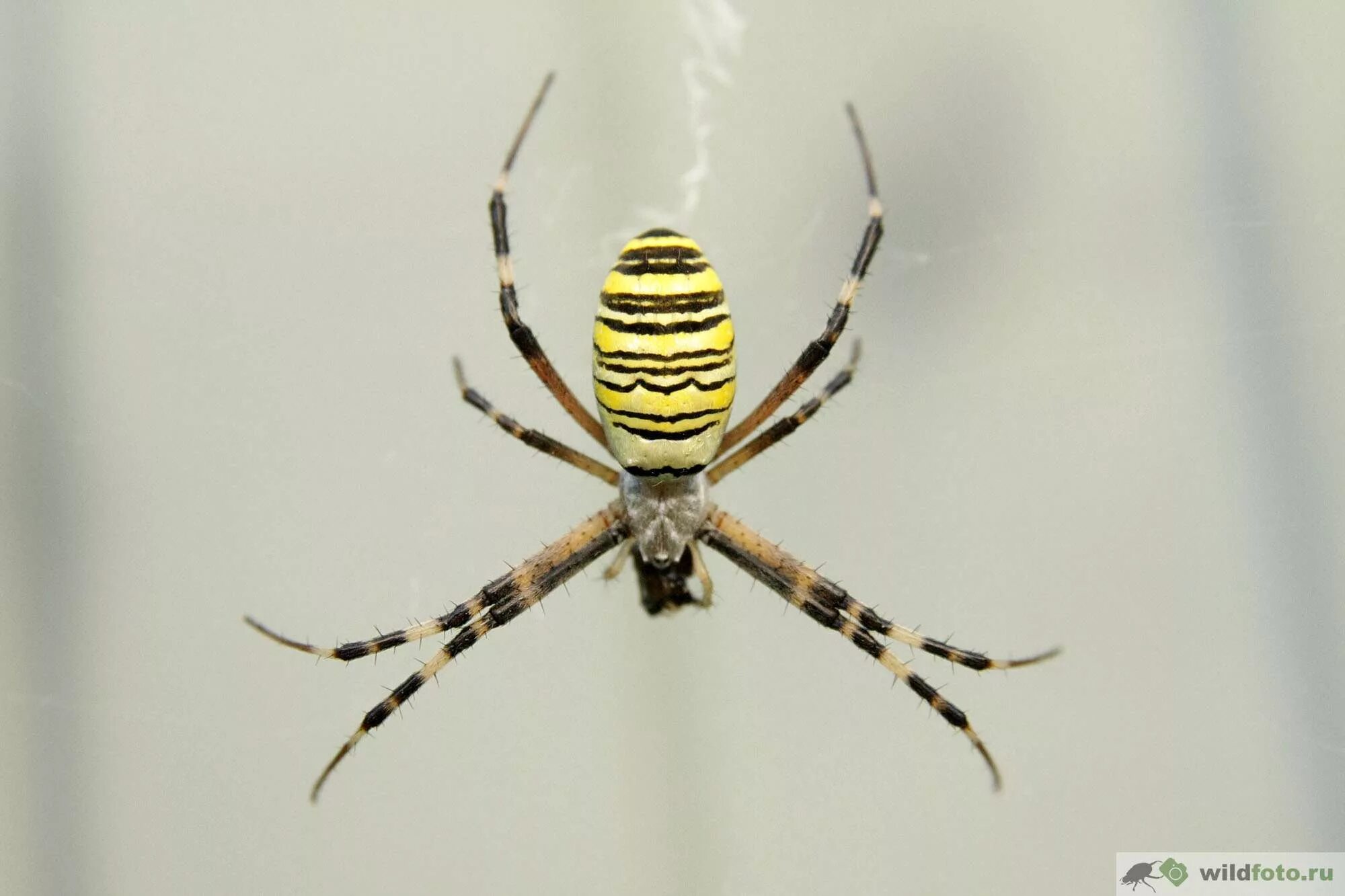 Аргиопа брюнниха опасен ли для человека. Аргиопа брюнниха укус. argiope bruennichi паук. паук оса аргиопа. аргиопа брюнниха (паук-оса).