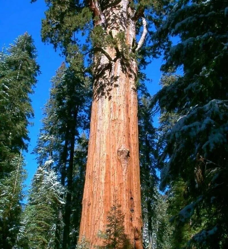 Секвойя Гиперион. Секвойя вечнозелёная Гиперион. Дерево Мендосино – 112,20 м, США. Самое высокое дерево в мире Секвойя. Самые крупные деревья в россии