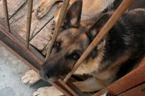 Можно немецкую овчарку держать на улице