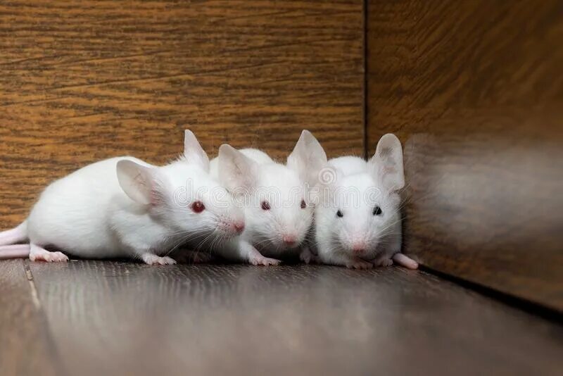 3 часть 3 мышей. Белая мышь. Три белые мыши. Белая мышь в домике. Белые лабораторные мыши.