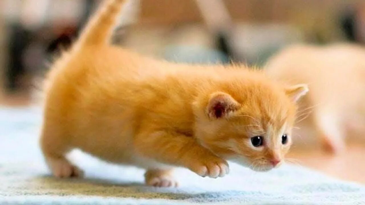 Очень смешной котенок. Смешные котята. смешной рыжий котенок. самые милые рыжие котята. милый котик.