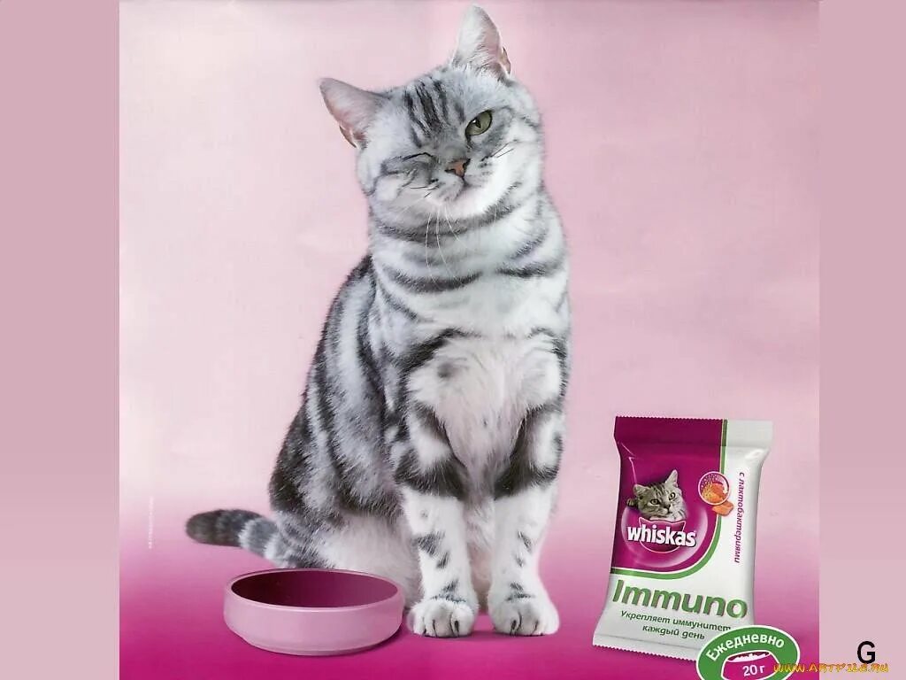Реклама корма вискас. Whiskas для котят реклама. Реклама вискас корм для кошек. Рекламная кошка вискас. Красный кот вискас