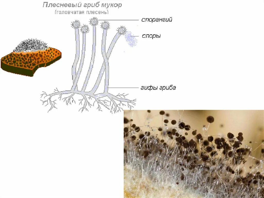 Мукор образует. Строение плесневого гриба мукора. Строение плесени мукора. Строение плесневых грибов мукор. Строение плесневого гриба мукора рисунок.
