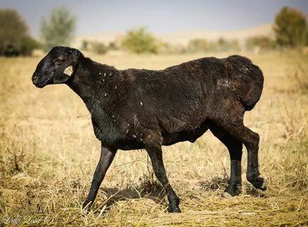 Әйел ер адамға жұдырықтайды