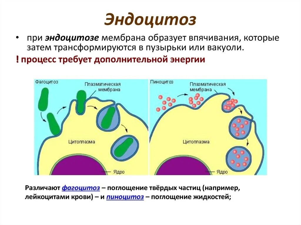 Эндоцитоз функции. Эндоцитоз через плазматическую мембрану. Экзо и эндоцитоз. ЭПС ... Плазматическая мембрана эндоцитоз. Эндоцитоз и экзоцитоз.