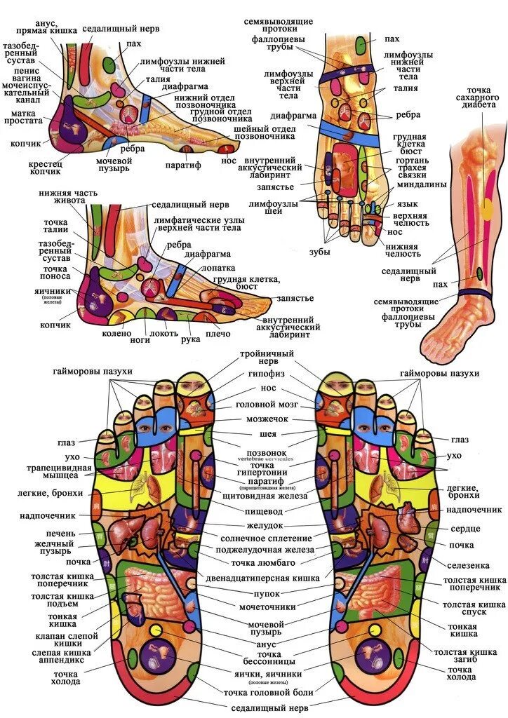 Точки на подошве ног. Рефлекторные зоны стопы схема органы. Биологически активные точки на стопе. Точки органов на ногах. Точки органов на стопе.