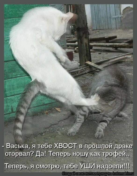 коту оторвали хвост. шарик с хвостом. отрезание хвоста у собак. коту оторвали хвост. коту оторвали хвост.