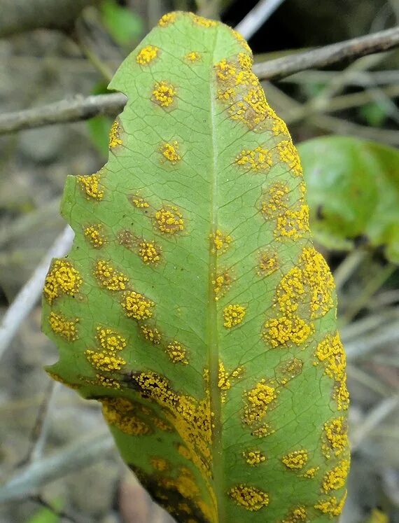 Plant disease. Ржавчинные грибы на растениях. Пустулы ржавчины. Болезни растений пустулы. Бурая пятнистость (марсониоз).