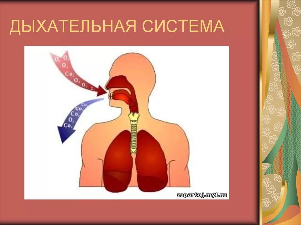 Соотнесите изображение органа дыхания с представителем класса. Дыхательная система. Органы дыхания. Органы дыхательной системы человека. Органы дыхания человека для детей дошкольного возраста.