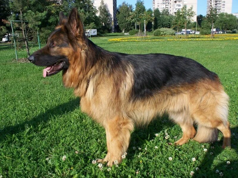 Кобель черной немецкой овчарки для вязки. Немецкий кобель для вязки. Папы fci. Среднеевропейская овчарка длинношерстная. Немецкая овчарка брюс райвел.