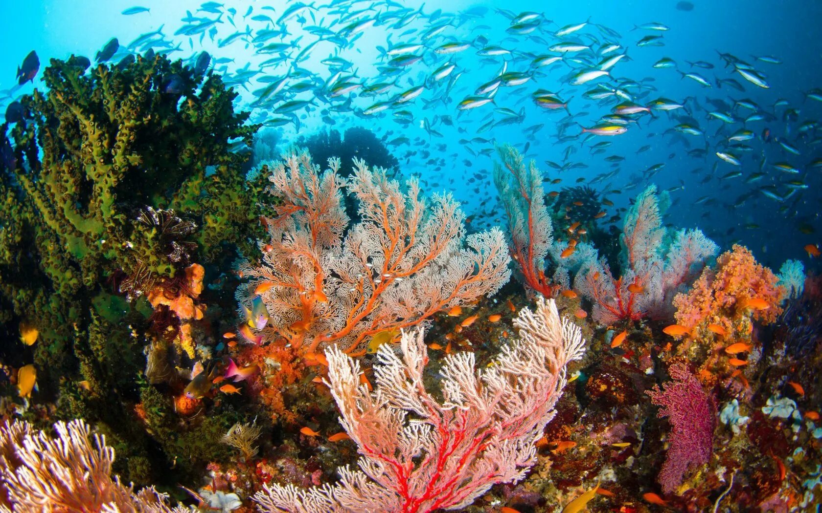 Coral video. Коралловые рифы красного моря. Красный коралл Средиземное море. Средиземное море рифы. Коралловые рифы Средиземного моря.