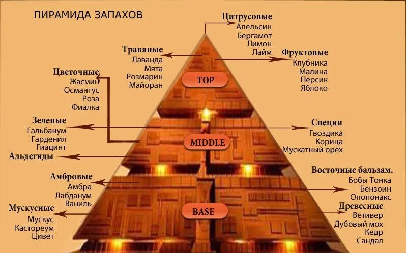 Ольфакторная пирамида эфирных масел. Классификация эфирных масел по нотам. Эфирные масла для духов Ноты. Классификация нот в парфюмерии.