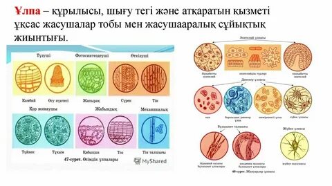 Бірте-бірте шешініп жатқан әйелдің суреті