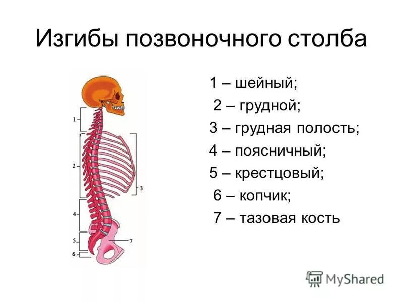 Изгибы костей