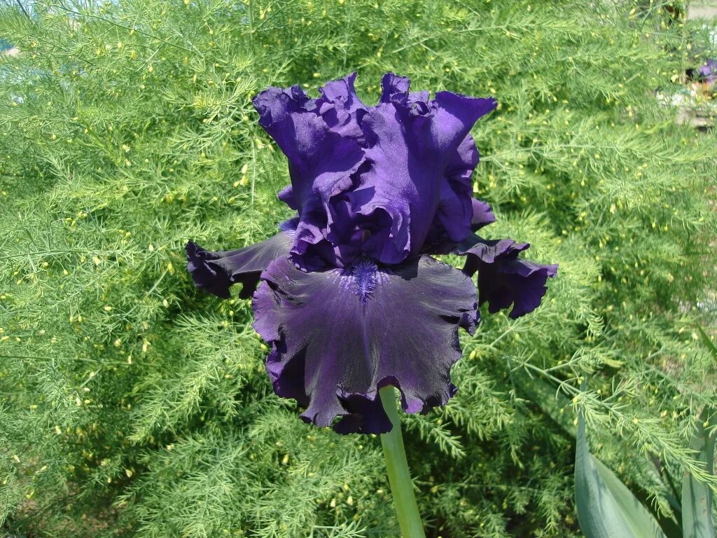 ирис устюжна. ирис германика брейкерс. ирис устюжна. ирис секрет мелоди. ирис германский алказар.