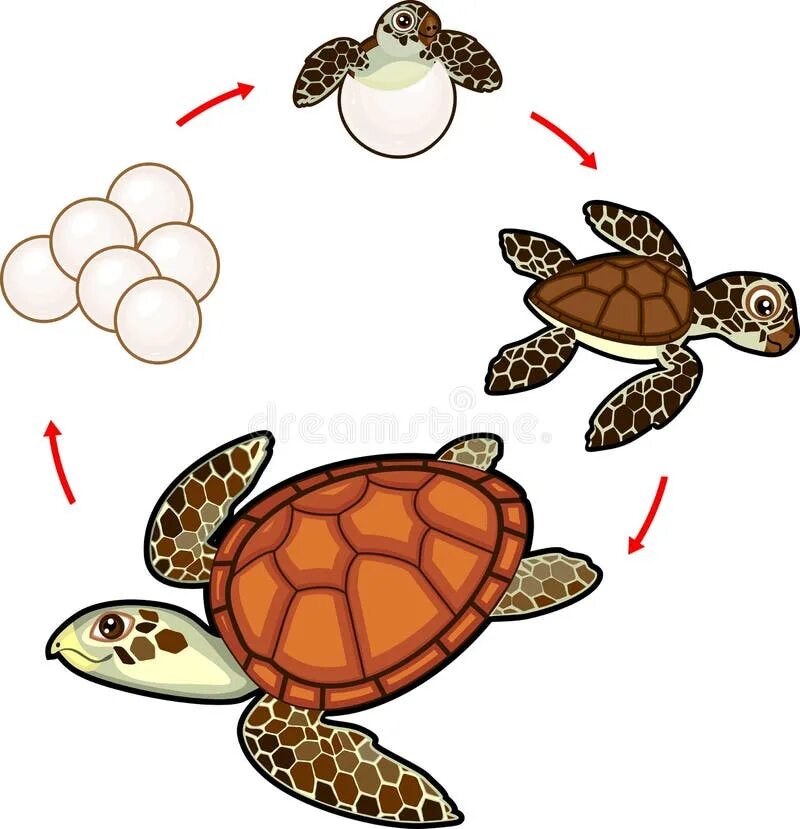Размножение черепах схема. Жизненный цикл черепахи красноухой. Жизненный цикл морской черепахи. Стадии развития черепахи. Черепахи развитие с метаморфозом