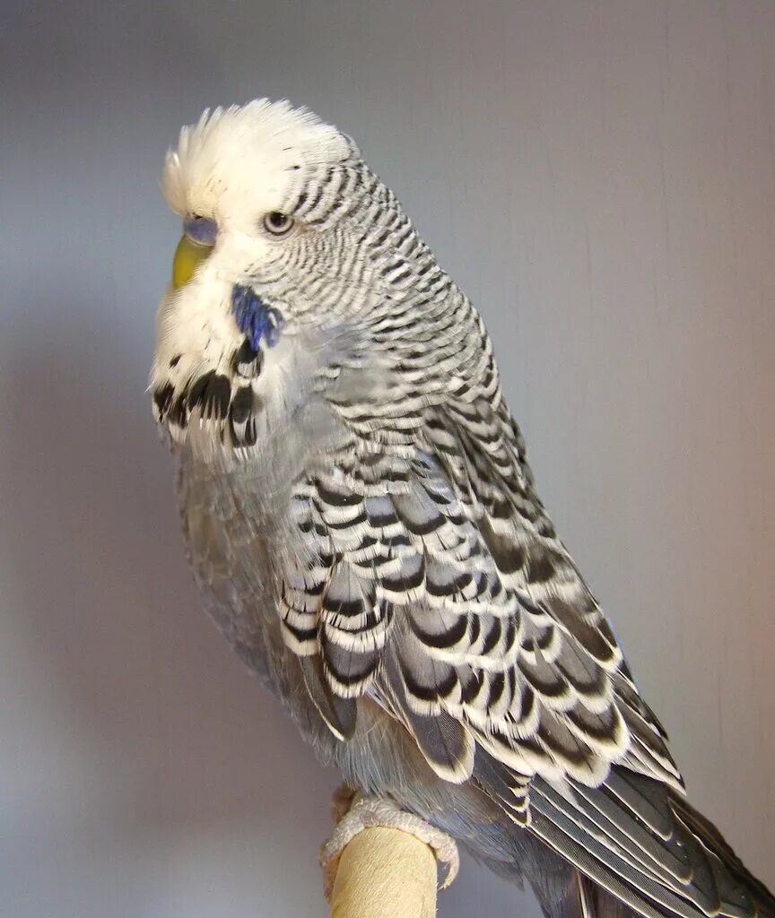 волнистый попугайчик окрасы. волнистый попугай арлекин. волнистик лимонный. волнистый попугай лаймового цвета. окрас волнистых.