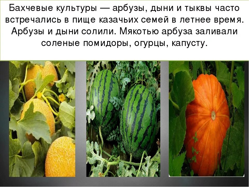 Огурец относится к тыквенным