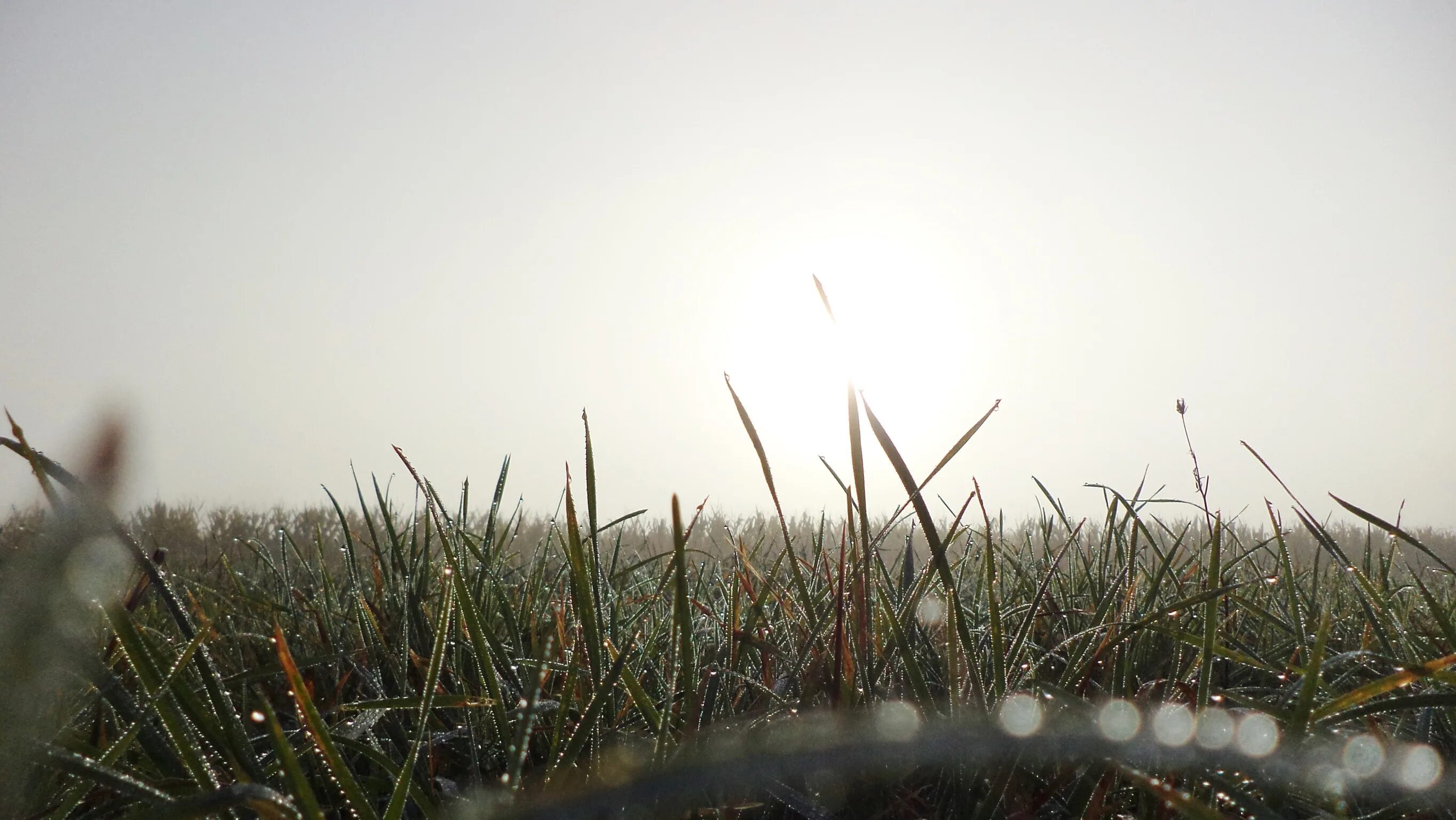 Трава в тумане. Высокая трава в тумане. Поле с высокой травой в тумане. Туман зеленая трава. Пелена на солнце