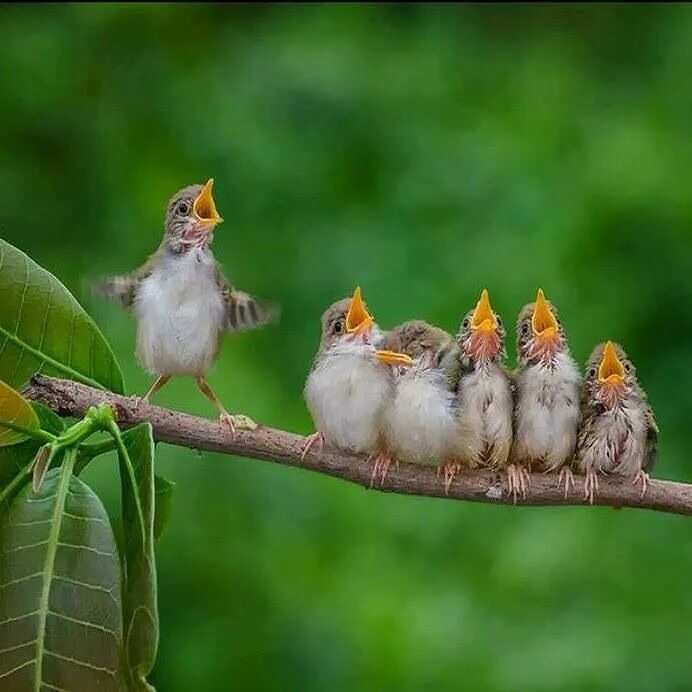 соловей пташечка канареечка. птицы щебечут. певчие птицы. соловей птичка певчая. маленькие птицы.