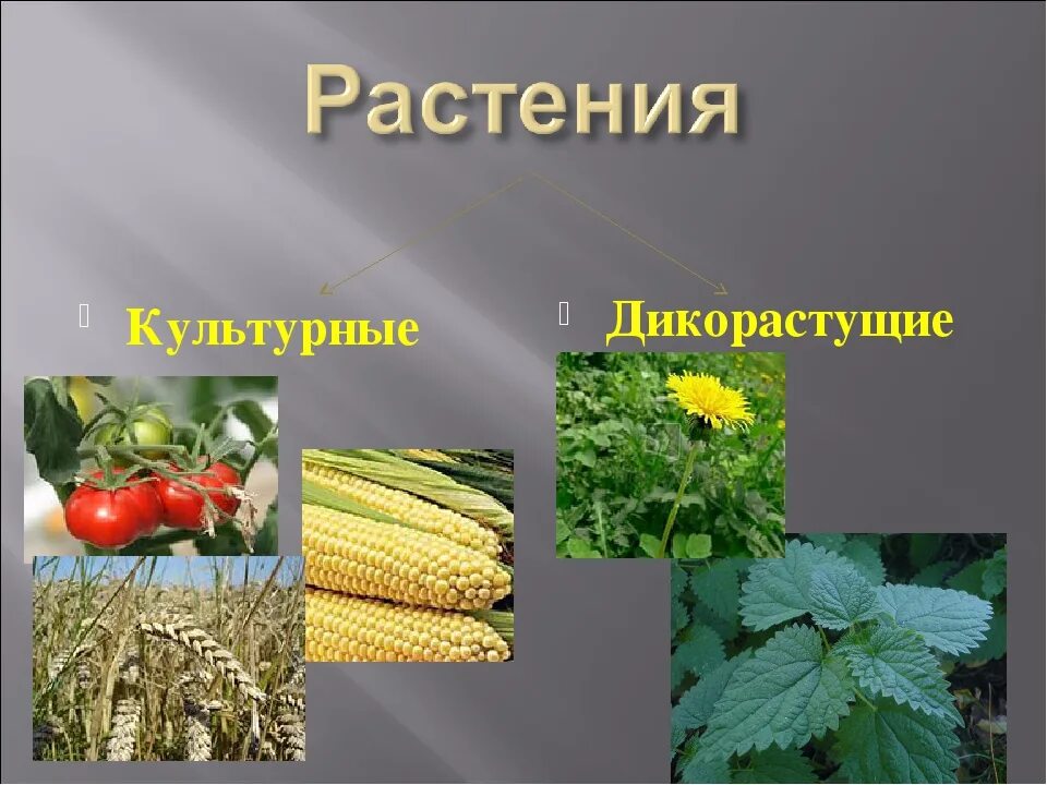 2 примера культурных растений. Культурные растения. Культурные растения растения. Дикорастущие растения и культурные растения. Дикорастущие и культурные.