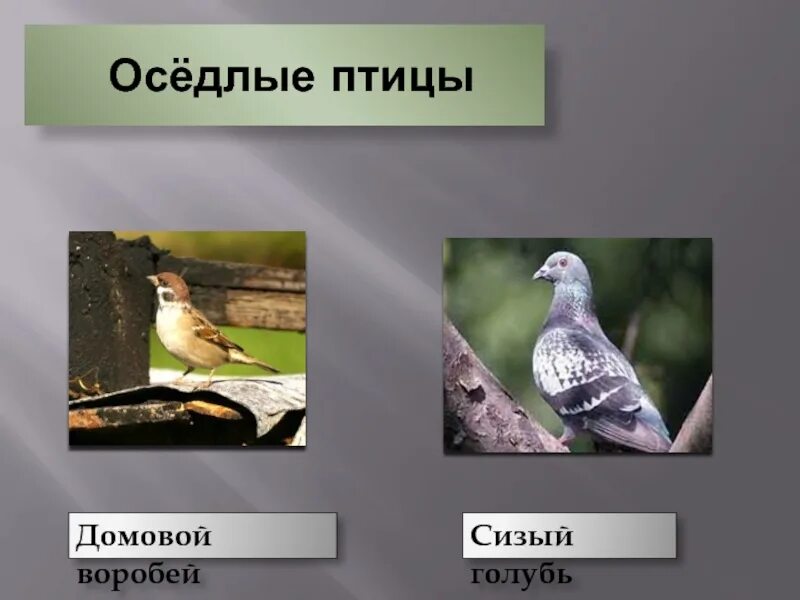 Воробей оседлая птица. Оседлые птицы воробей. воробей оседлая. оседлые птицы фото. голубь оседлая птица.