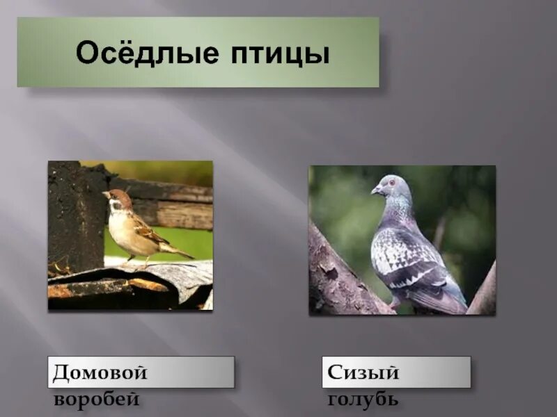 Значение оседлая. Оседлые птицы Воробей. Воробей оседлая. Оседлые птицы фото. Сизый Воробей.