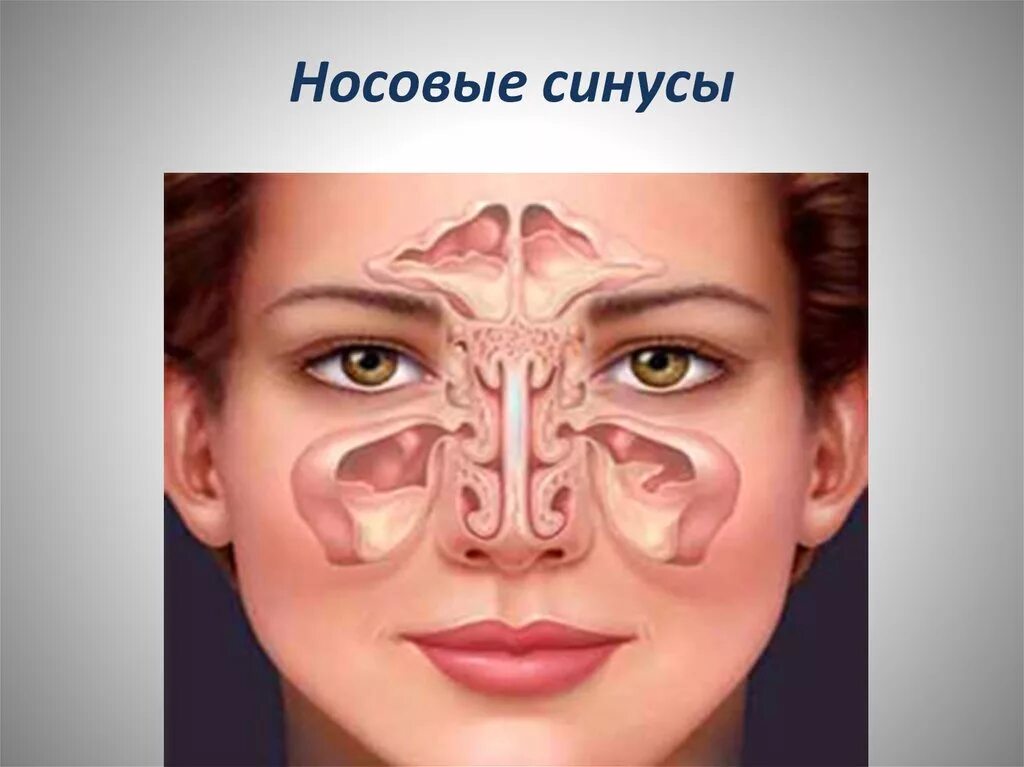 передние пазухи носа