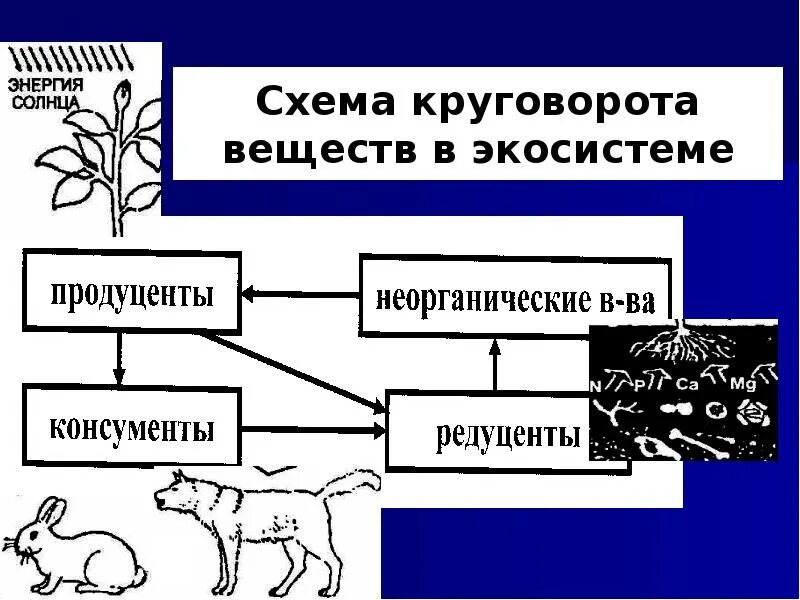 Структуры компонентов экосистемы. Искусственные продуценты. Круговорот веществ продуценты консументы редуценты. Искусственные продуценты. Продуценты 2) консументы 3) редуценты.