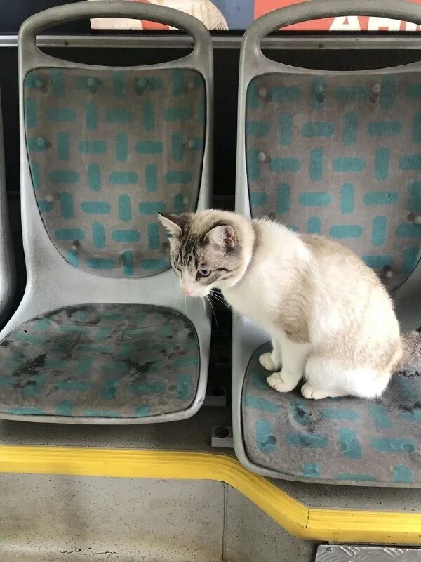 кот за рулем автобуса. кот в салоне самолета. кот едет в метро. котенок в самолете. коты в общественном транспорте.