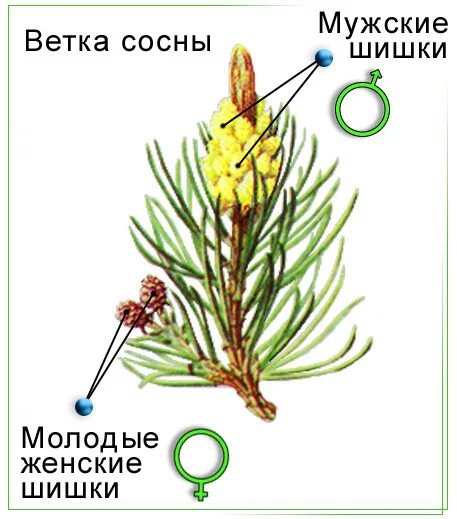 Где находится хвойный. Мужские и женские шишки голосеменных растений. Строение побега сосны. Строение шишки голосеменных растений рисунок. Хвоя голосеменных растений.