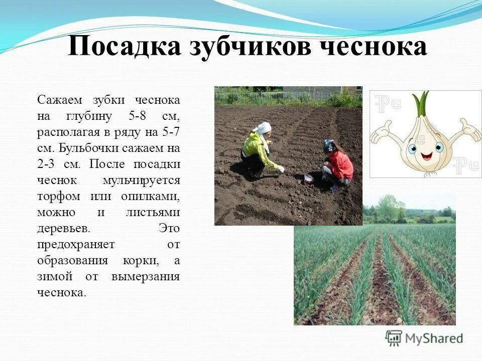 Чеснок на каком расстоянии сажать друг. Посадка озимого чеснока схема посадки. схема высадки озимого чеснока. схема посадки чеснока под зиму. схема посадки зимнего чеснока.