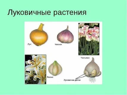 Какие бывают луковицы