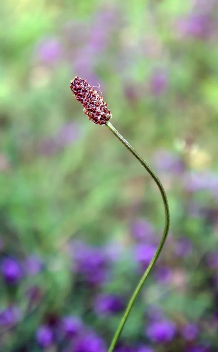 Стебельков. Макро новое собака. Бороздчатый стебель. Стебелечек тоненький тянется вверх, по стебельку ягода. Стебли цветов.