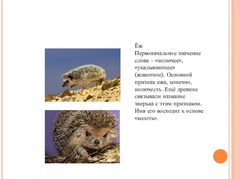 Переносное значение слова колючий еж. Значение ежа. основные признаки ежа. слово еж. имена для ёжиков.