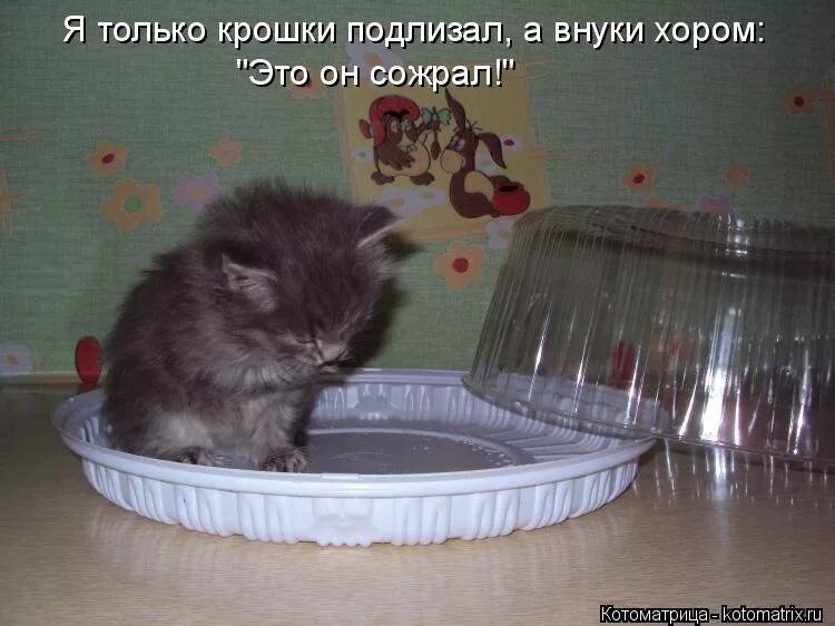 Ешкин кошкин. Дождалась отпуска. Стих про неуклюжего кота. Хозяйка говорит. Кот на кухне.