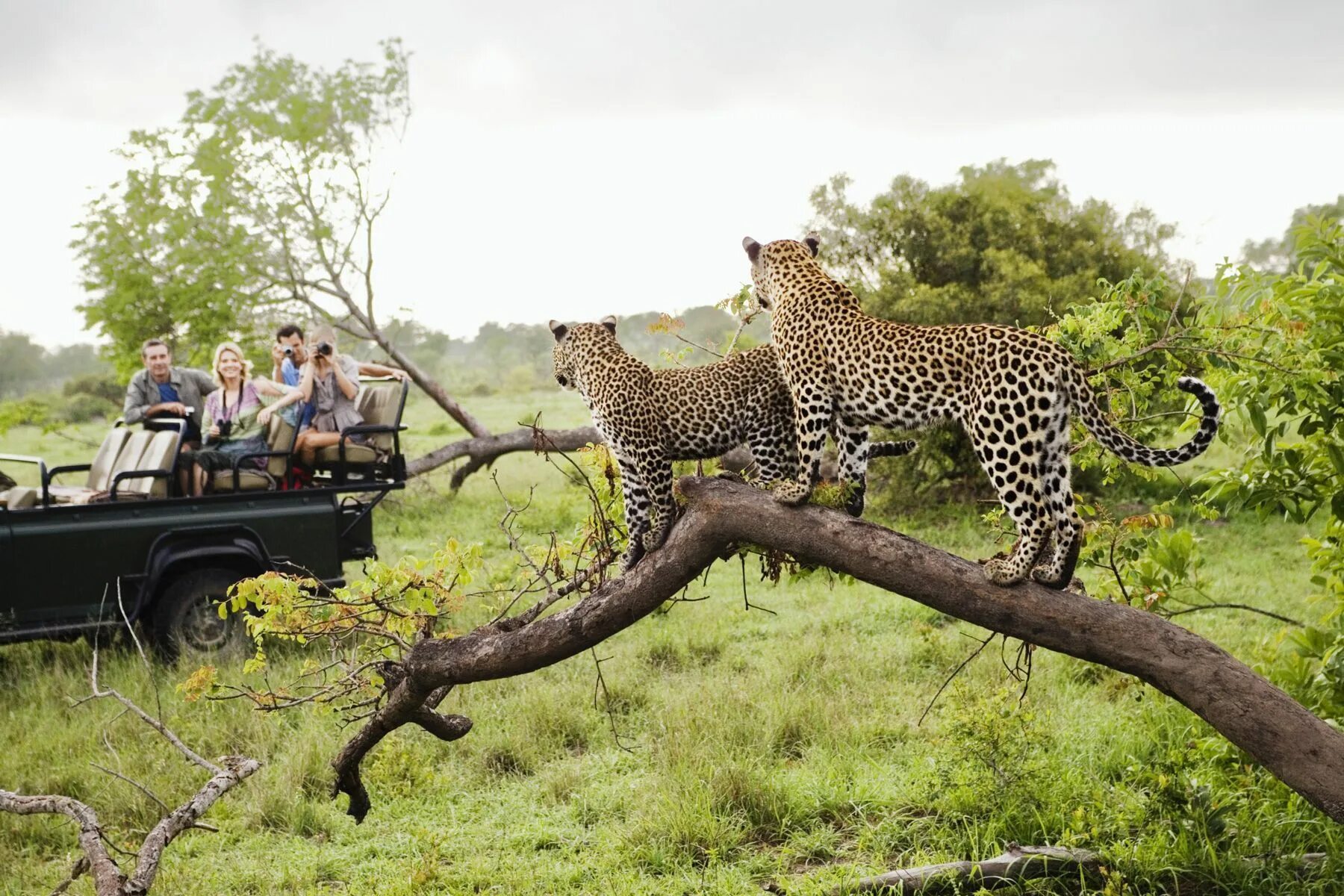 Africa safari. Крюгер ЮАР нац.парк. Национальный парк Крюгера Южная Африка. Сафари Крюгер парк. ЮАР сафари парк Крюгера.