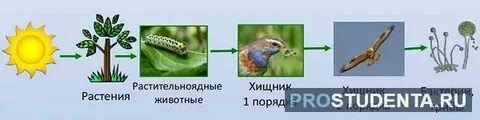 Плотоядное животное 4 детритофаг