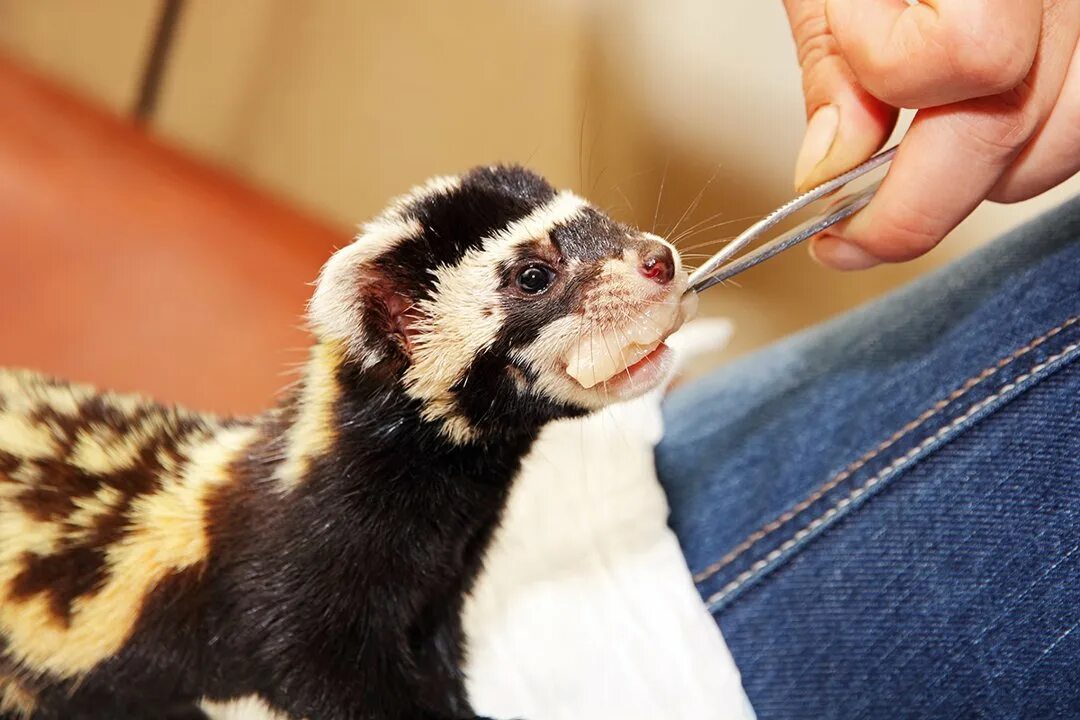 Хорек перевязка. Перевязка (Vormela peregusna (Guldenstaedt, 1770)). Перевязка (Vormela peregusna). Marbled Polecat.