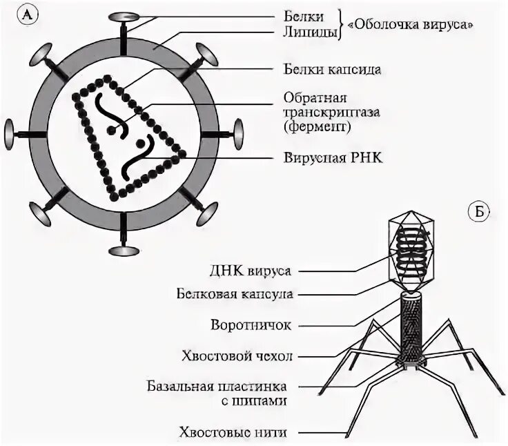 Вирус как он называется. Структура вируса схема. схема строения вируса и бактериофага. строение вич вируса схема. строение вируса бактериофага рисунок.
